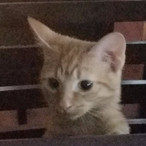 FudgeBuck3t's Avatar'