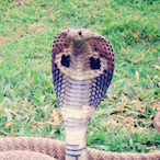 CobraBoogie's Avatar'