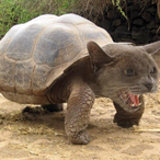 HijackingTurtle's Avatar'