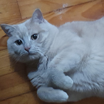 SexyDemonKitty's Avatar'