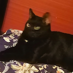 XExoticToasterX's Avatar'