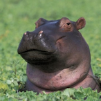lSlexzyl's Avatar'