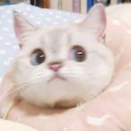 Banan__cat's Avatar'