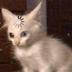 Shisichiha's Avatar'