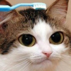 SpilledAtol3132's Avatar'