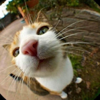 LAC_ZACK's Avatar'