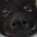 funky-_monkey's Avatar'