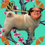 Doritopug's Avatar'