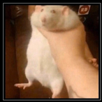 Oparoneo's Avatar'