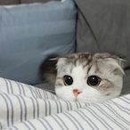 STB-Khabby's Avatar'