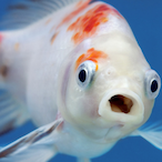 MrFish.'s Avatar'