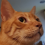 Toxicc_Fox's Avatar'