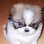 Phelan_Patrick's Avatar