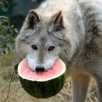 Platypuskiller0's Avatar'
