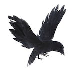 Corvuzh's Avatar'