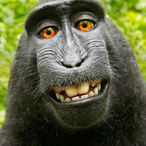 IceBearPlayz_'s Avatar'