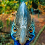 Bean_Chilling's Avatar'