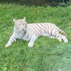 GMT-ArkHam's Avatar'