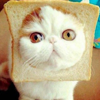 Dr.MeowMeowXXX's Avatar'