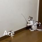 Ace.btw's Avatar'
