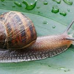 Fat_Snail's Avatar'