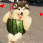 Im.Carlosz.'s Avatar'