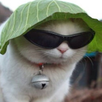 BeefBoss36's Avatar'
