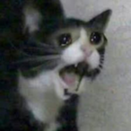 Angrycat-'s Avatar'