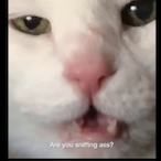 VVGucciSwungVV's Avatar'
