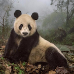 MrNakedPanda's Avatar'