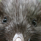 KiwiManHD's Avatar'