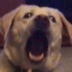 M.O.D.quixy's Avatar'