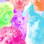 SD.StinkyPaca's Avatar'