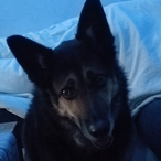 Noel_the_real's Avatar'