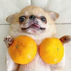 Orange.FYM's Avatar'