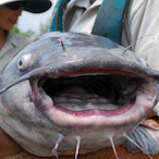 Deadly_Flower94's Avatar'