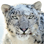 SchneeLeo.'s Avatar'