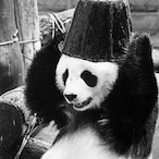 Pandaman9t5's Avatar'