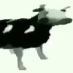 Not_SJ's Avatar'