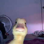 DuckF4t's Avatar'