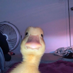 smeggypie's Avatar'
