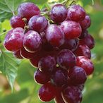 Sweaty_Grapes's Avatar'