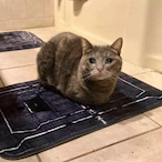 MrKoalaBear's Avatar'