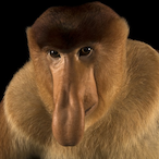 Proboscis-Monke's Avatar'