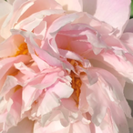 NoExplanation's Avatar'