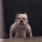 Fatmxn's Avatar'