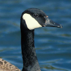 Buttercock's Avatar'