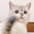 nachoyacho's Avatar'