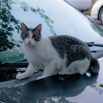 javscat's Avatar'