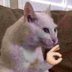 brothinksheskoji's Avatar'